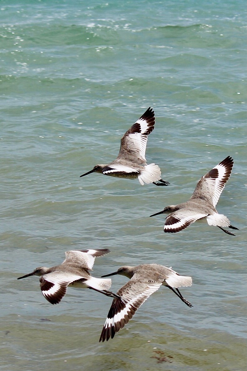 Willet - Tringa semipalmata by EyeLoveBirds is licensed under CC BY-SA 2.0.